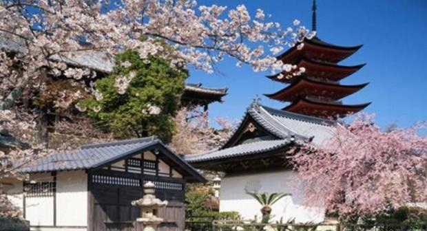 苏州樱花国际日语